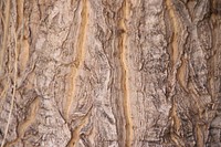 Wood texture background. Free public domain CC0 photo.