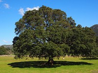 Tree, nature background. Free public domain CC0 photo.