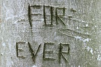 Tree carved with 'forever' word. Free public domain CC0 photo.