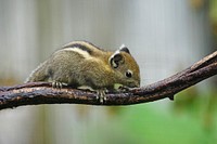 Cute squirrel climbing a tree. Free public domain CC0 image.