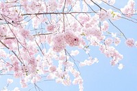 Pink peach blossom background. Free public domain CC0 image.