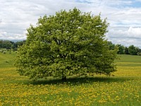 Tree in grassland. Free public domain CC0 image.