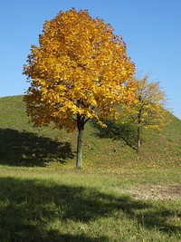 Beautiful Autumn tree background. Free public domain CC0 photo.