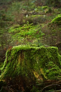 Plant & tree, botanical nature. Free public domain CC0 image