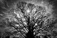 Dark leafless tree background. Free public domain CC0 photo.
