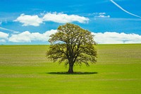 Lone tree in the field.  Free public domain CC0 photo.