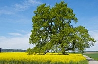 Lone tree in the field.  Free public domain CC0 photo.