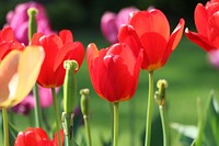 Red tulip background. Free public domain CC0 image.