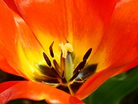 Orange tulip macro shot. Free public domain CC0 image.