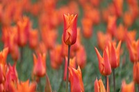 Orange tulip background. Free public domain CC0 image.