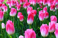 Pink tulip background. Free public domain CC0 photo.