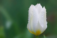 White tulip background. Free public domain CC0 image.