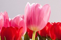 Pink tulip background. Free public domain CC0 image.