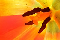 Orange tulip background. Free public domain CC0 photo.