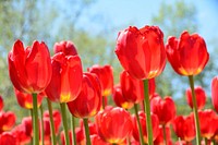 Red tulip background. Free public domain CC0 image.