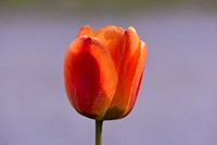 Red tulip background. Free public domain CC0 photo.