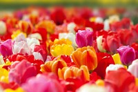 Tulip field background. Free public domain CC0 image.