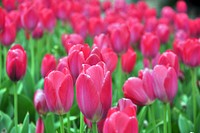 Pink tulip background. Free public domain CC0 photo.