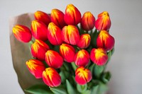 Red tulip background. Free public domain CC0 image.