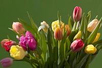 Tulip bouquet background. Free public domain CC0 image.