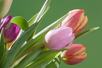 Tulip bouquet background. Free public domain CC0 image.