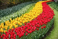 Tulip field background. Free public domain CC0 photo.