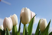 White tulip background. Free public domain CC0 image.