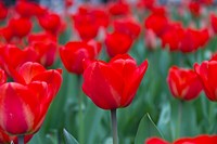 Red tulip background. Free public domain CC0 image.