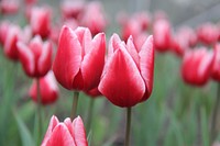 Red tulip background. Free public domain CC0 image.