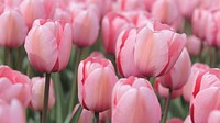 Pink tulip farm. Free public domain CC0 image.