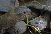 Aldabra giant tortoises eating. Free public domain CC0 photo.