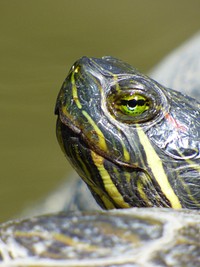 Painted turtle face close up. Free public domain CC0 photo.