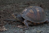 Western box turtle close up. Free public domain CC0 photo.