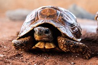 Bell's hinge back tortoise hiding. Free public domain CC0 photo.