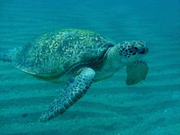 Green sea turtle swimming. Free public domain CC0 photo.