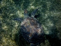 Green sea turtle swimming. Free public domain CC0 photo.