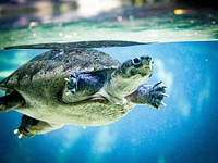 Northern river terrapin turtle swimming. Free public domain CC0 photo.