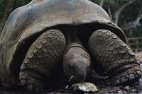 Galapagos giant tortoise close up. Free public domain CC0 photo.