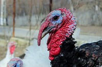 Turkey bird, animal photography. Free public domain CC0 image.