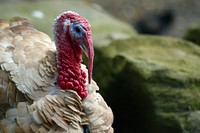 Turkey bird, animal photography. Free public domain CC0 image.