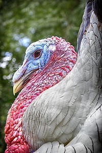 Turkey bird, animal photography. Free public domain CC0 image.