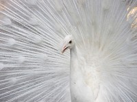 Beautiful peacock, animal photography. Free public domain CC0 image.