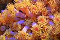 Vibrant sea anemone close up. Free public domain CC0 image.