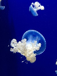 Free jellyfish image, public domain sea animal CC0 photo.