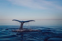 Free whale surfacing image, public domain sea animal CC0 photo.