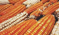 Yellow corn, agrilcultural produce. Free public domain CC0 image