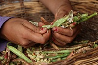 Bean pods, food image. Free public domain CC0 photo.