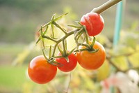 Closeup on cherry tomatoes growing on plant. Free public domain CC0 image.