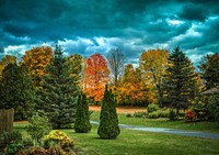 Beautiful Autumn forest background. Free public domain CC0 photo.