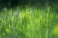 Close up green grass. Free public domain CC0 photo.